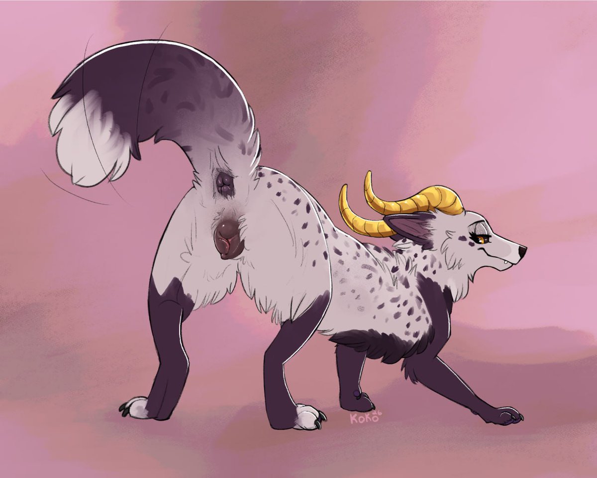 I little presentation from Lykio 🐾