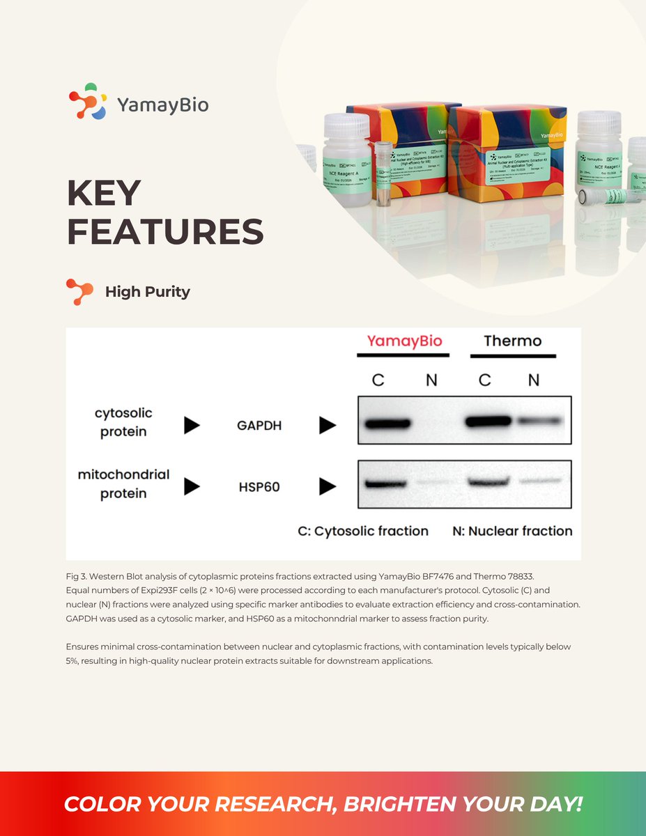yamaybioinc's tweet image. High purity. Fast workflow. Better yield. 🧬

Our Animal Nuclear &amp;amp; Cytoplasmic Extraction Kit delivers &amp;lt;5% cross-contamination, ~1 hr protocol, and optimized WB performance.

Simplify your workflow. Maximize your results.

#biotech #lifescience #westernblot #proteomics #lablife