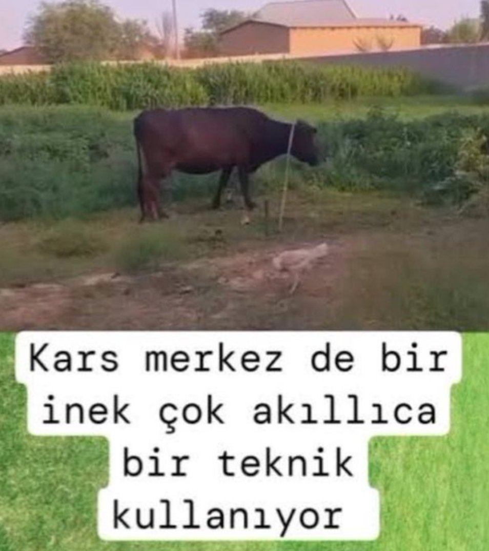 Şevval ⁷ tweet media