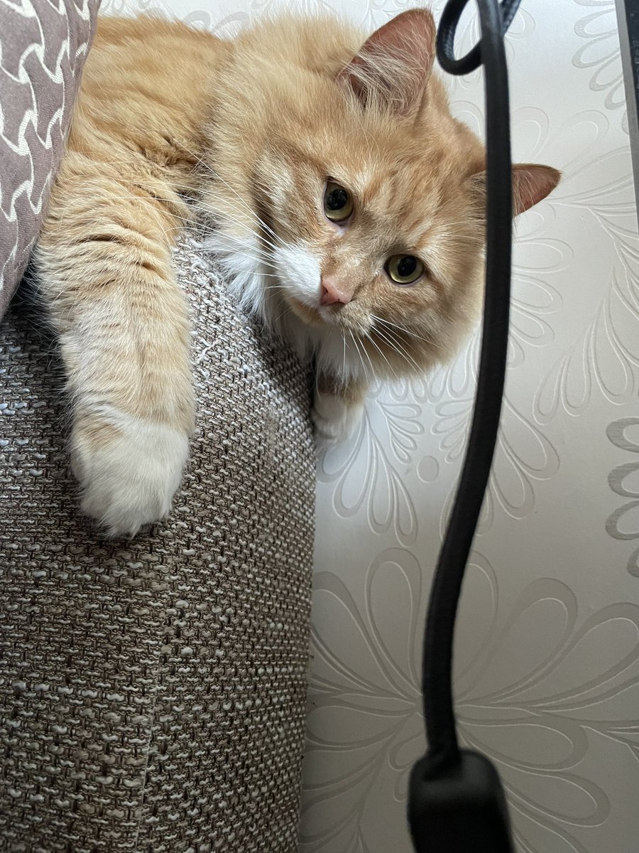 Zane Radzobe tweet media