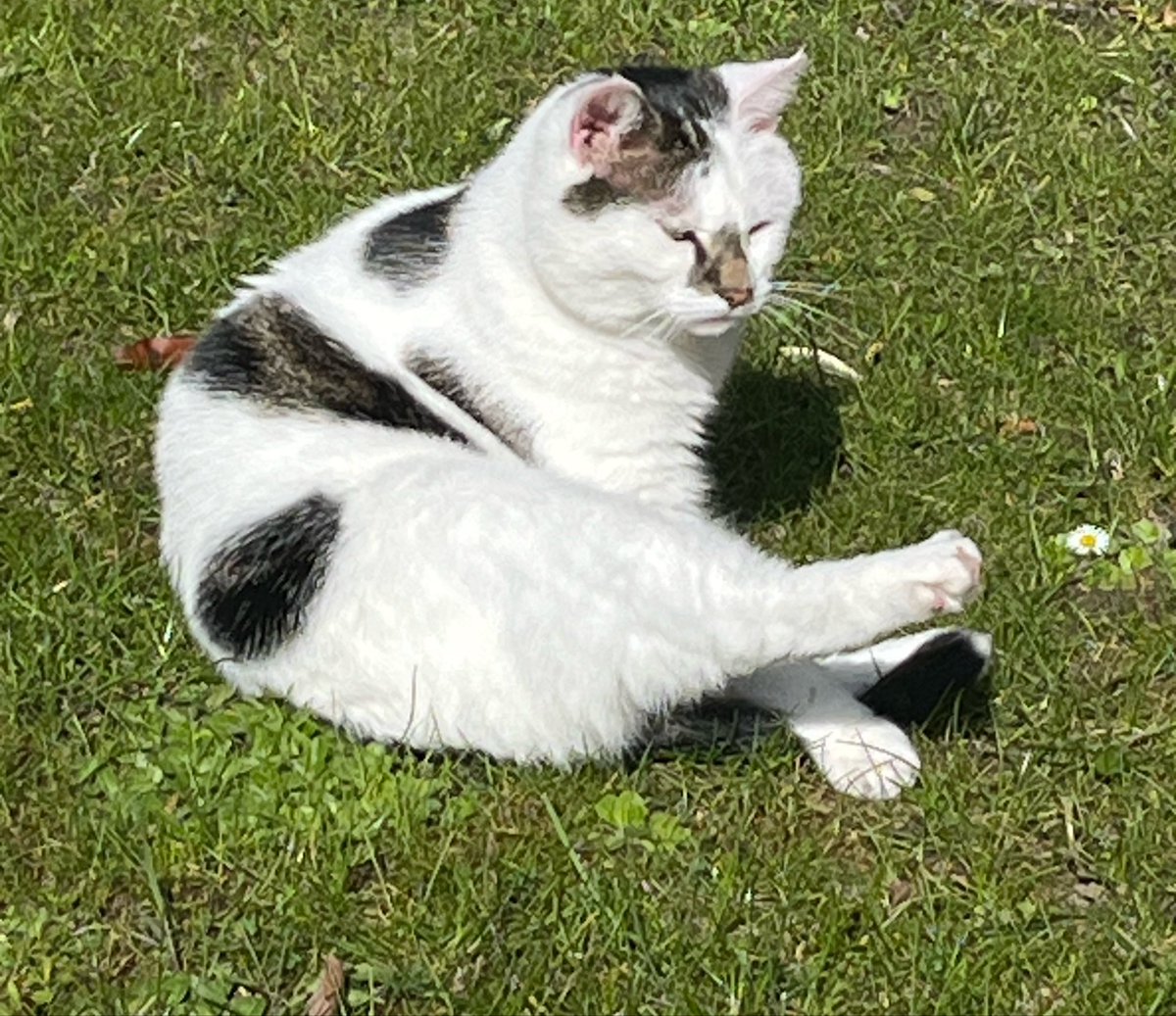 Winnierescuecat's tweet image. I’ve been in and out of the garden today.  Mum has been my door opener as I prefer to use the front door if I spot mum rather than my own door round the back.  #cat #ThursdayFun #garden 😺😺😺🏡🏡🏡⛅️⛅️⛅️😺😺😺