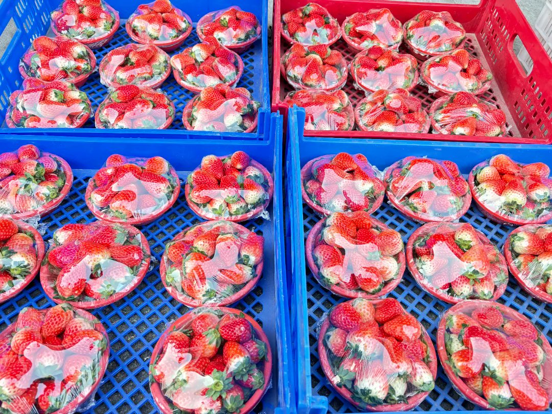 ELNOUR GOMAA  tweet media