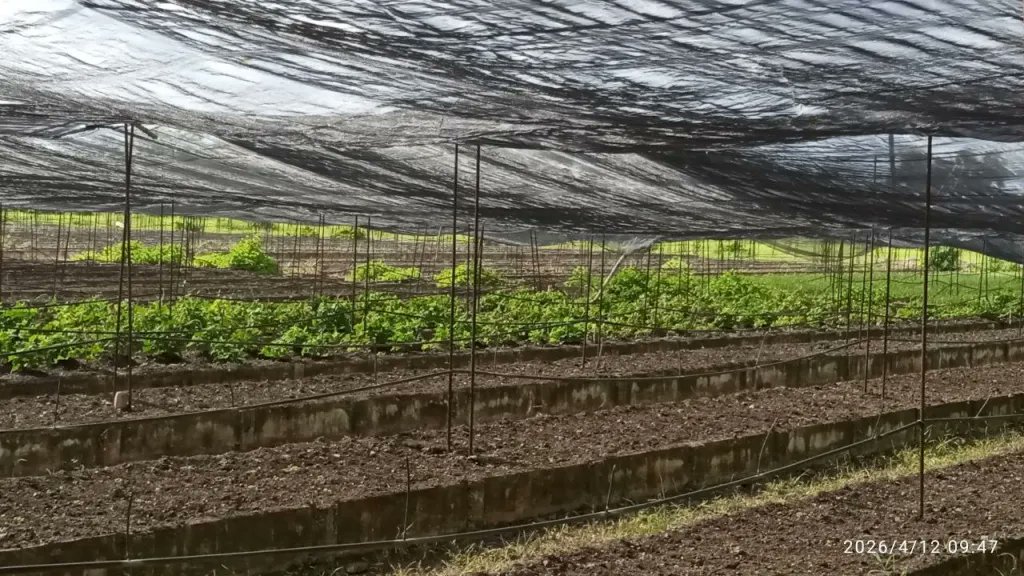 La Unidad Empresarial de Base Antonio Suárez Domínguez ha incorporado a  sus áreas productivas el organopónico El Centenario, donde actualmente  se trabaja intensamente en la producción de alimentos