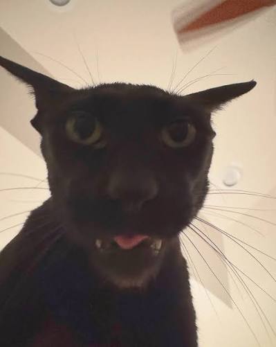 Anglo Saxon TEXAN tweet media