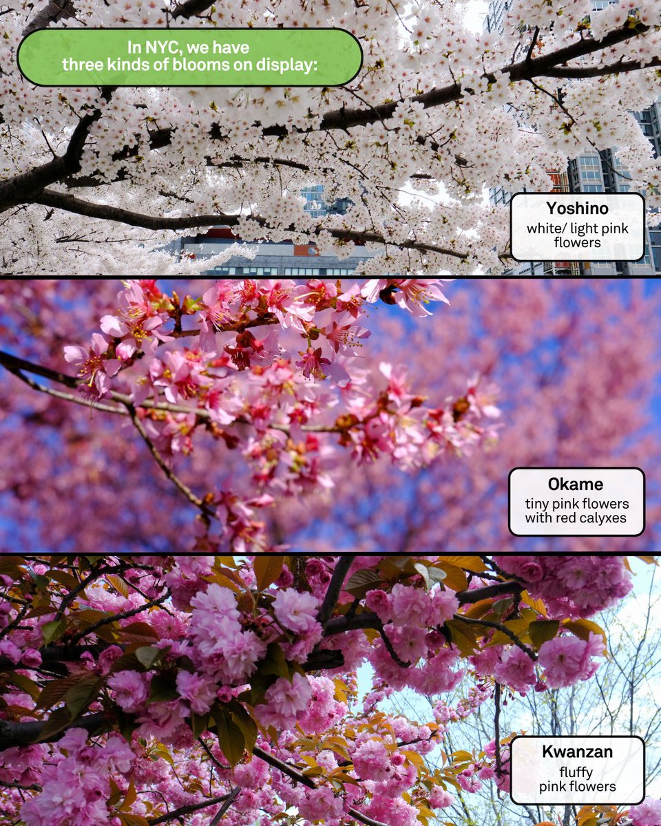 NYC Parks tweet media