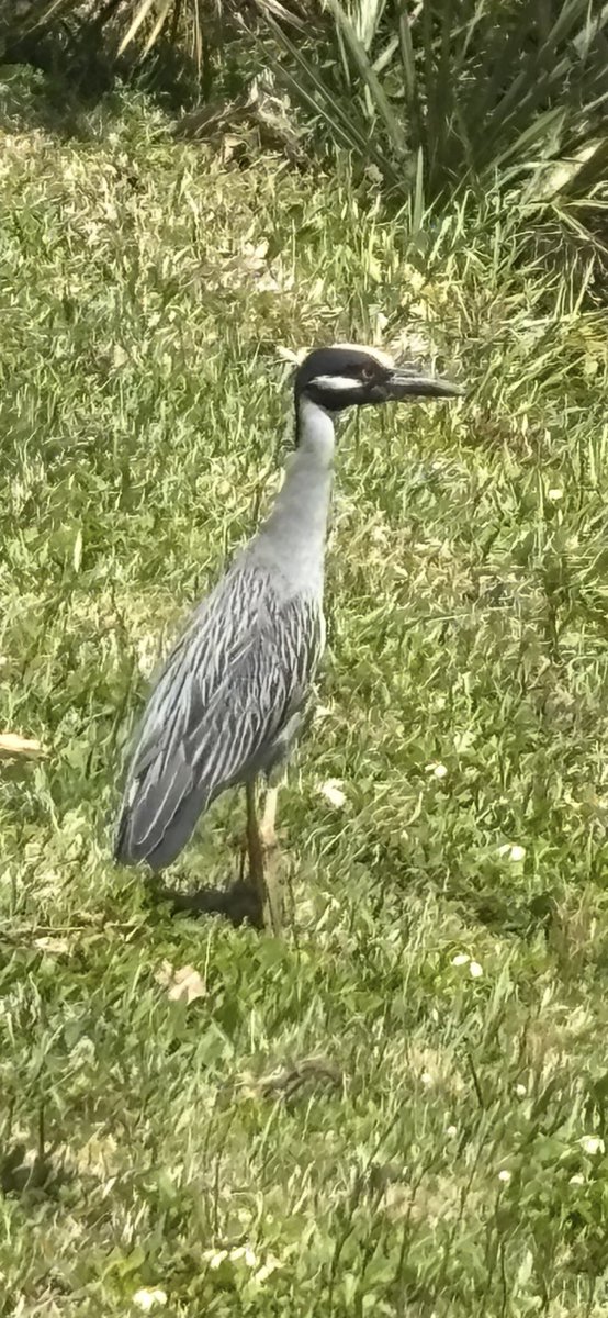 dope, it is tom tweet media