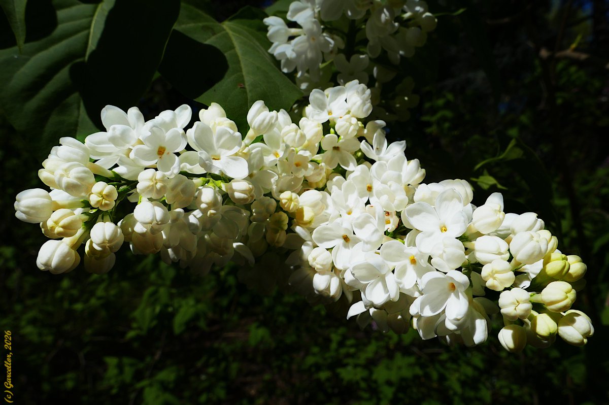 LorenzoGarciaCe's tweet image. No todas las lilas son lila.

Syringa vulgaris f. alba - Lila. Quinta de los Molinos. Madrid., España. Abril de 2026.

#garcellor #syringavulgaris #syringavulgarisalba #lilablanca #floresdeprimavera #coloresdeprimavera #quintadelosmolinos