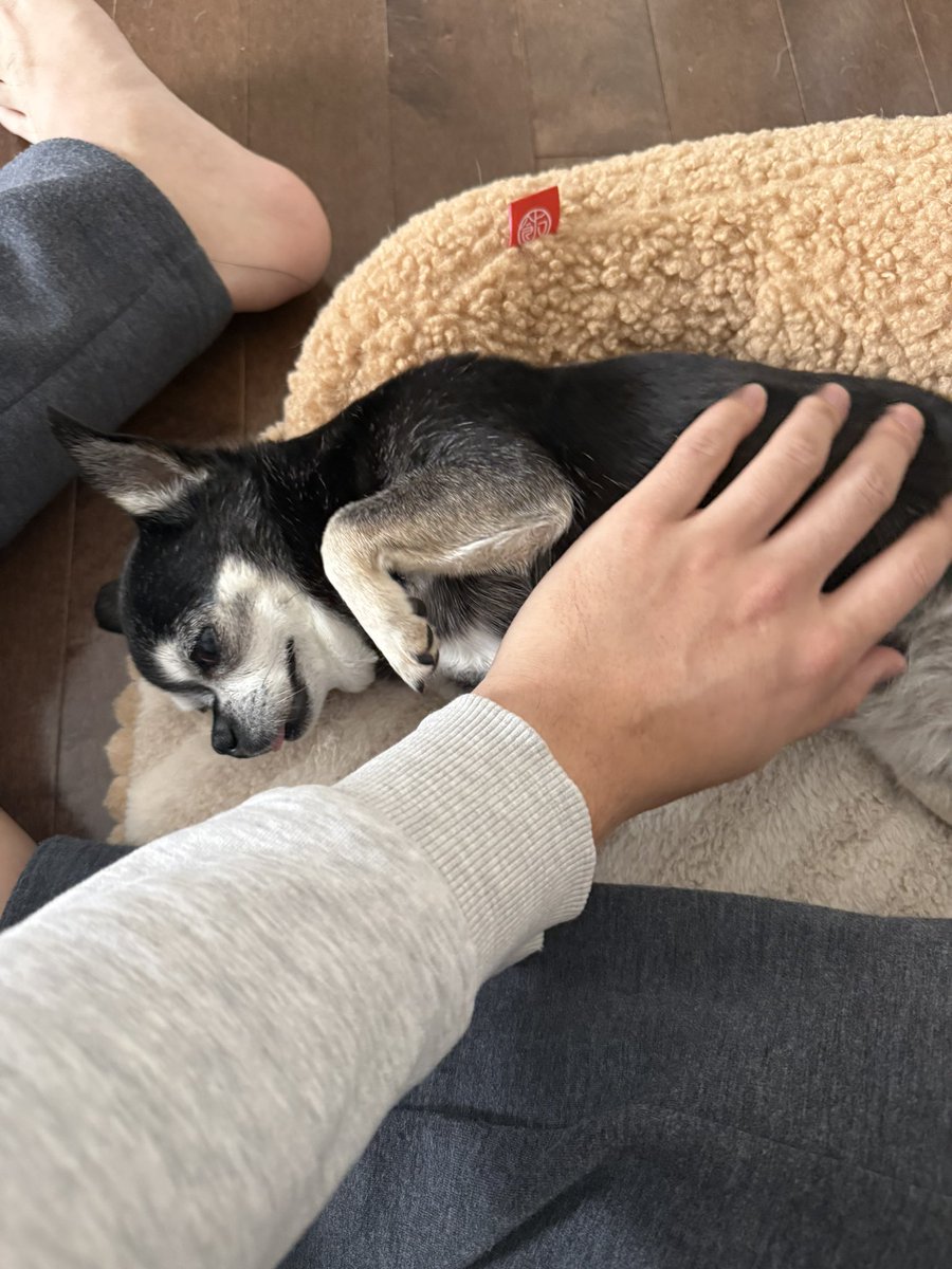sup0x44E's tweet photo. 狗狗 https://t.co/dq0MxKgir8