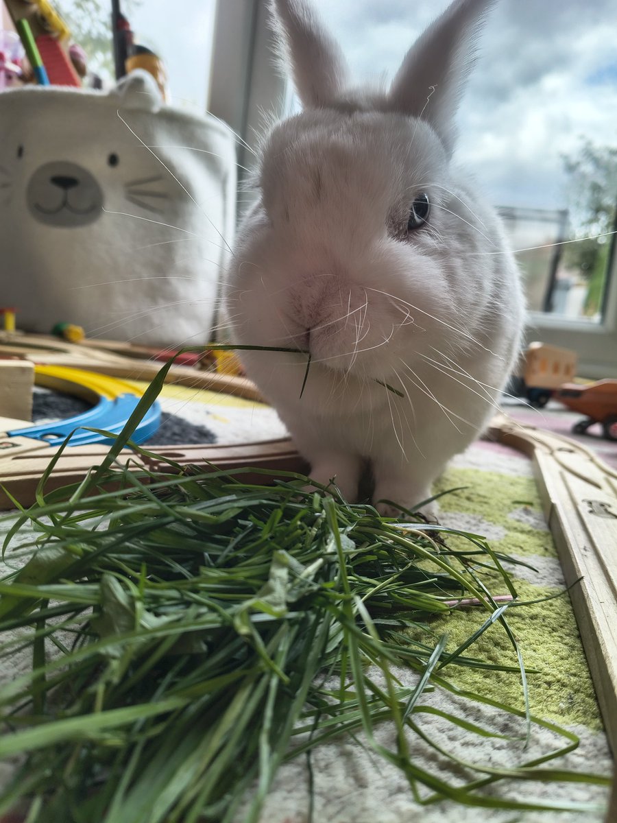 Neil The Rabbit tweet media