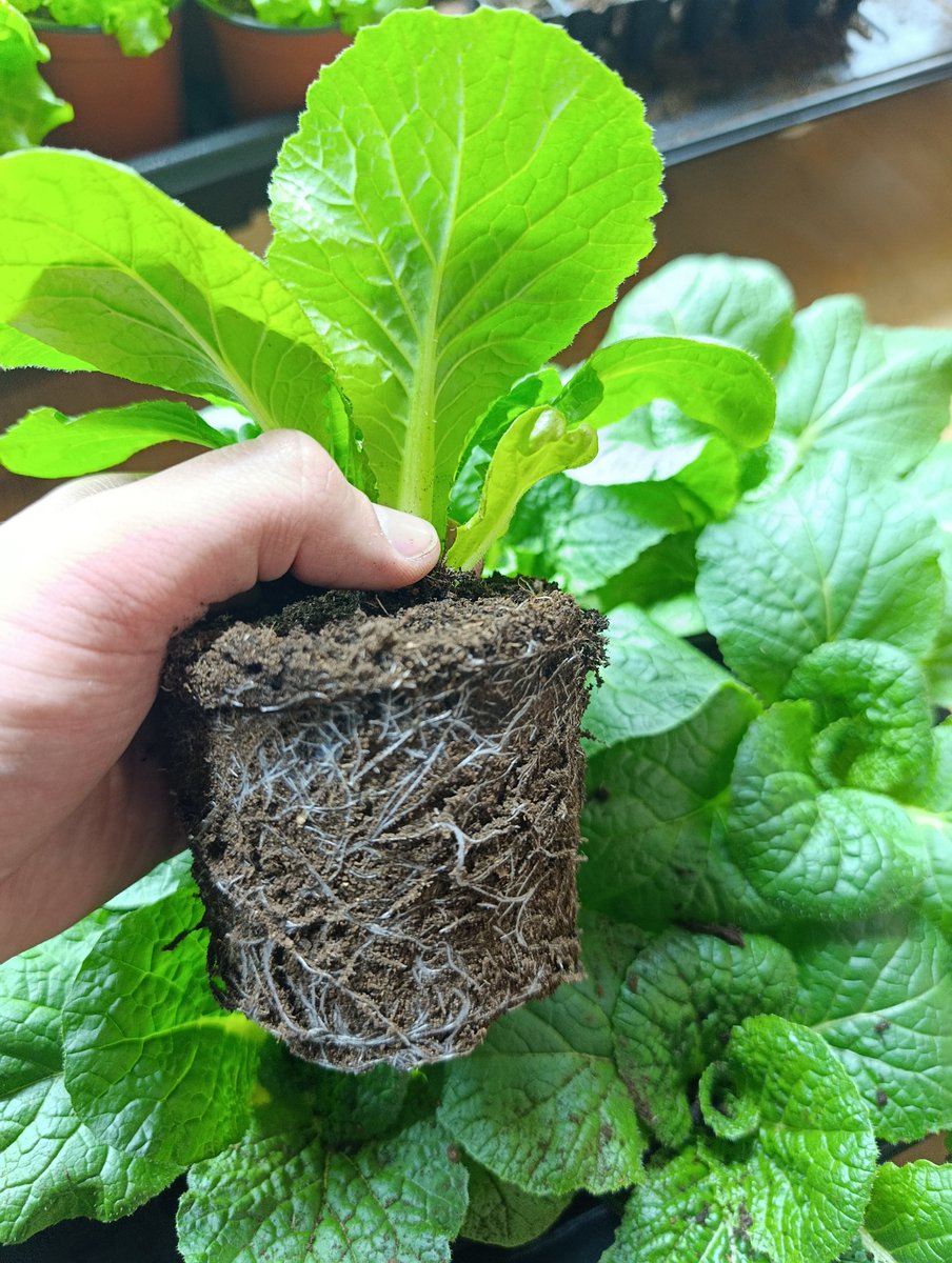 Хвалюся пекінською капустою)