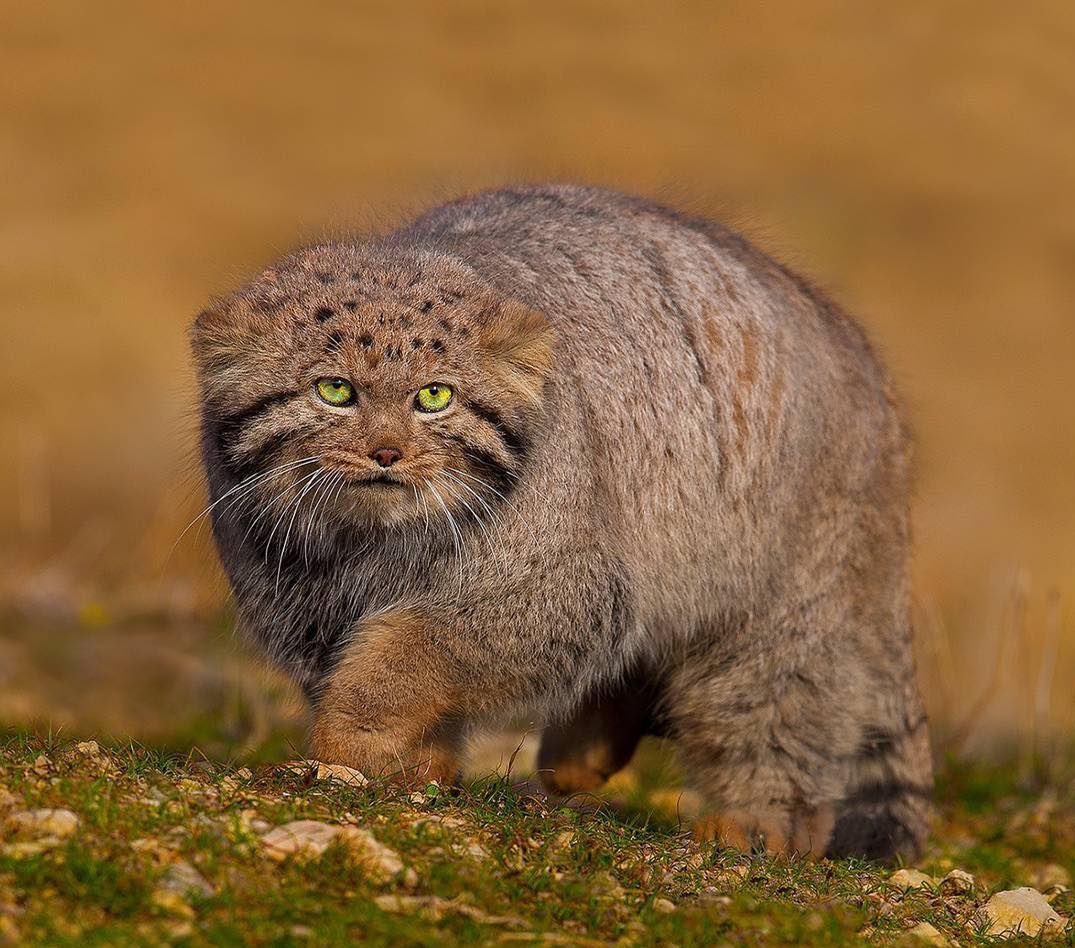 ShahanshahCyrus's tweet photo. Wild Pallas cat in Iran spots the camera man

📷 Babak Musavi https://t.co/WLcx7373GV