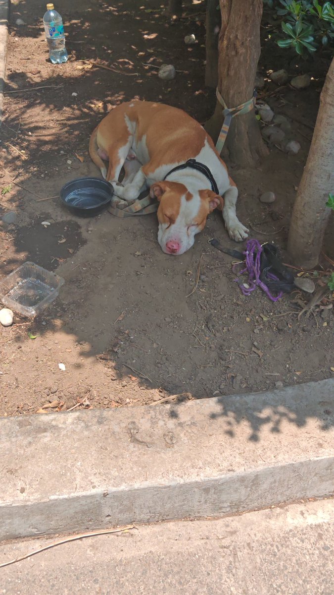 adriana springall tweet media