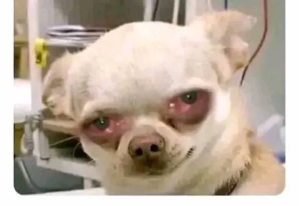 PRECIOUS 🩺🇨🇦 tweet media