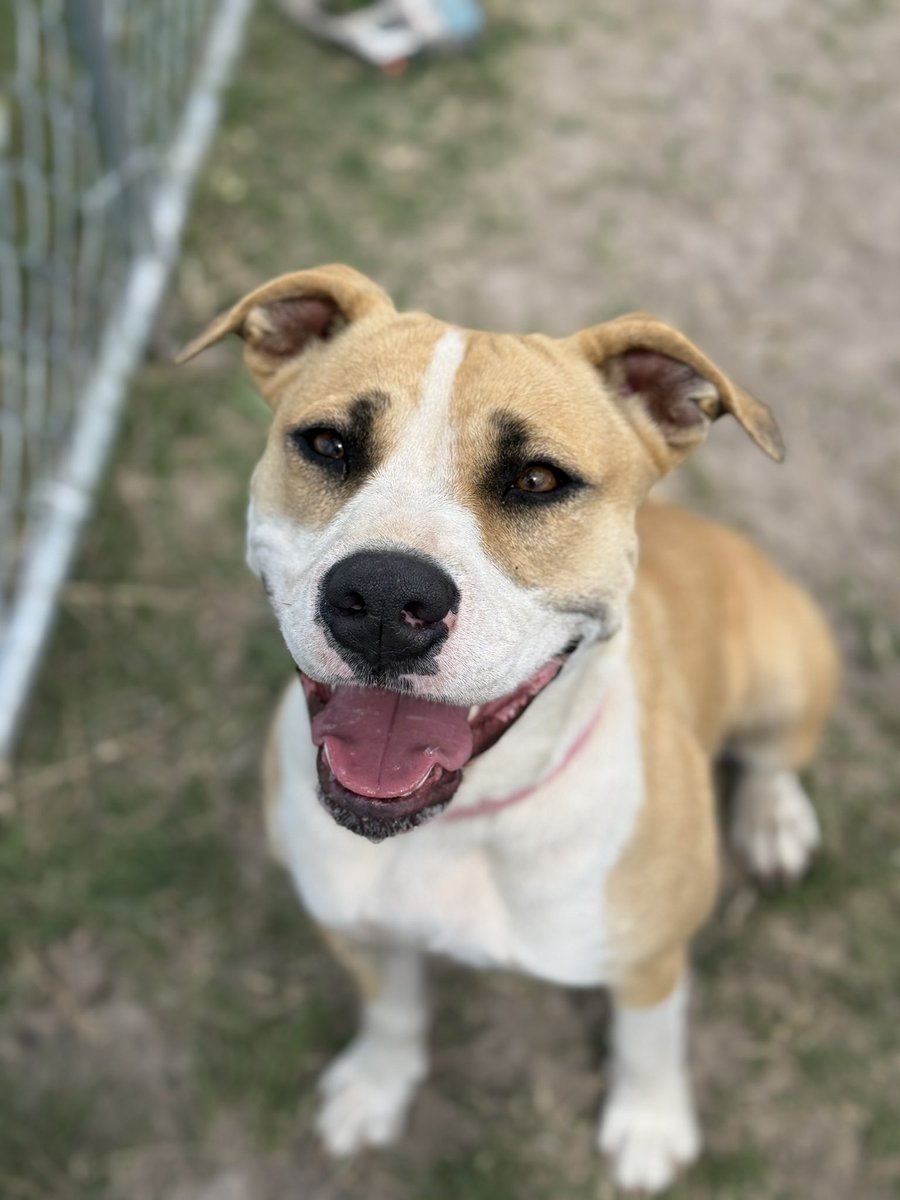 Layla’s Heart Ranch and Rescue tweet media