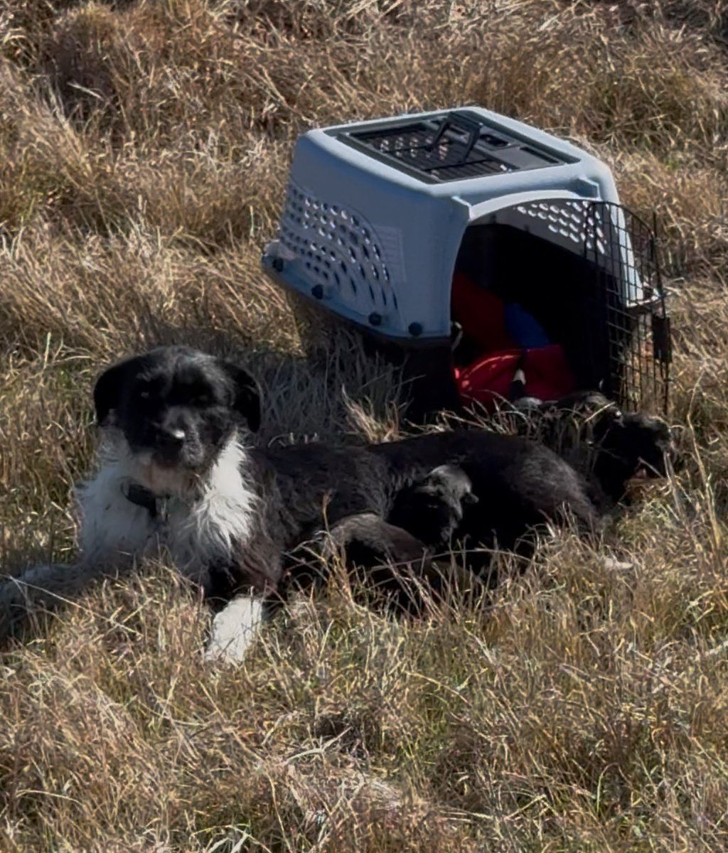 Layla’s Heart Ranch and Rescue tweet media
