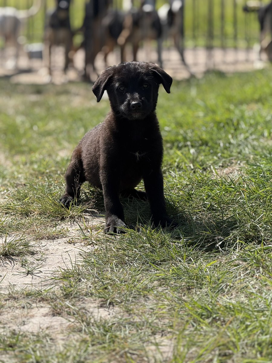 Layla’s Heart Ranch and Rescue tweet media