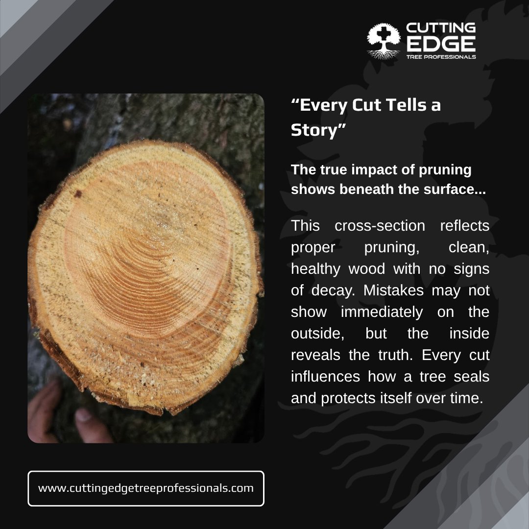 LifeOn__TheEdge's tweet image. One good cut can change everything. 🌳

Proper pruning isn’t about removing more,
it’s about removing the right thing.

“The plans of the diligent lead surely to abundance.” — Proverbs 21:5

#TreeCare #Pruning