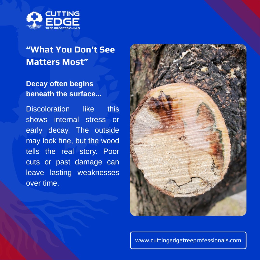 LifeOn__TheEdge's tweet image. One good cut can change everything. 🌳

Proper pruning isn’t about removing more,
it’s about removing the right thing.

“The plans of the diligent lead surely to abundance.” — Proverbs 21:5

#TreeCare #Pruning