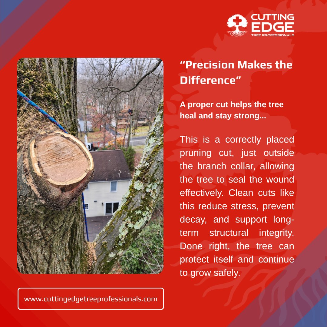 LifeOn__TheEdge's tweet image. One good cut can change everything. 🌳

Proper pruning isn’t about removing more,
it’s about removing the right thing.

“The plans of the diligent lead surely to abundance.” — Proverbs 21:5

#TreeCare #Pruning