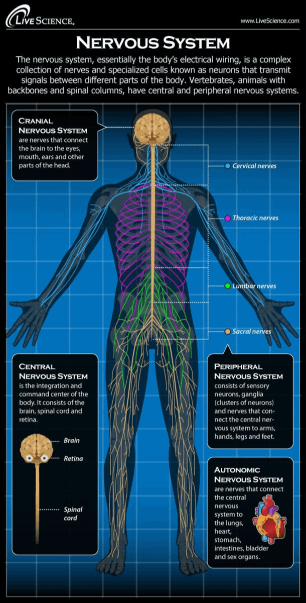 kimianora's tweet photo. Your nervous system runs in two chemical modes.

Mode 1: Cortisol, adrenaline, noradrenaline. Threat mode. Inflammatory. Immune-suppressing. Pain-amplifying. Sleep-disrupting.

Mode 2: Dopamine, oxytocin, serotonin, endorphins. Safety mode. Anti-inflammatory. Healing. Restorative.

Same brain. Same body. Completely different internal environment depending on which mode is active.

Most people with chronic stress related symptoms are stuck in Mode 1. Not for days. For months. Sometimes years. The brain forgot how to switch back to regulation.

When was the last time you felt genuinely calm for an entire day? ↓