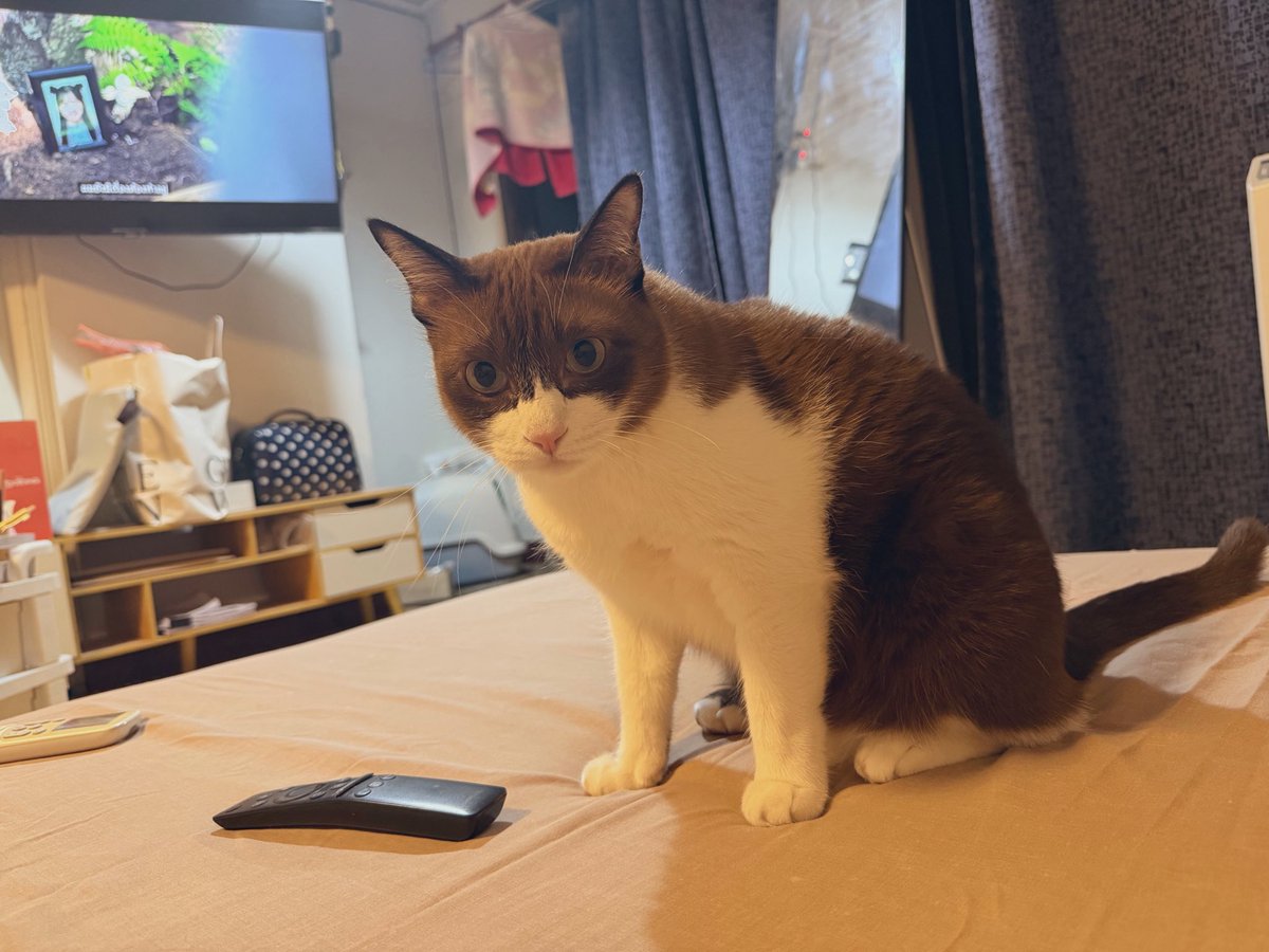 มว คนดีคนเดิม 😺 tweet media