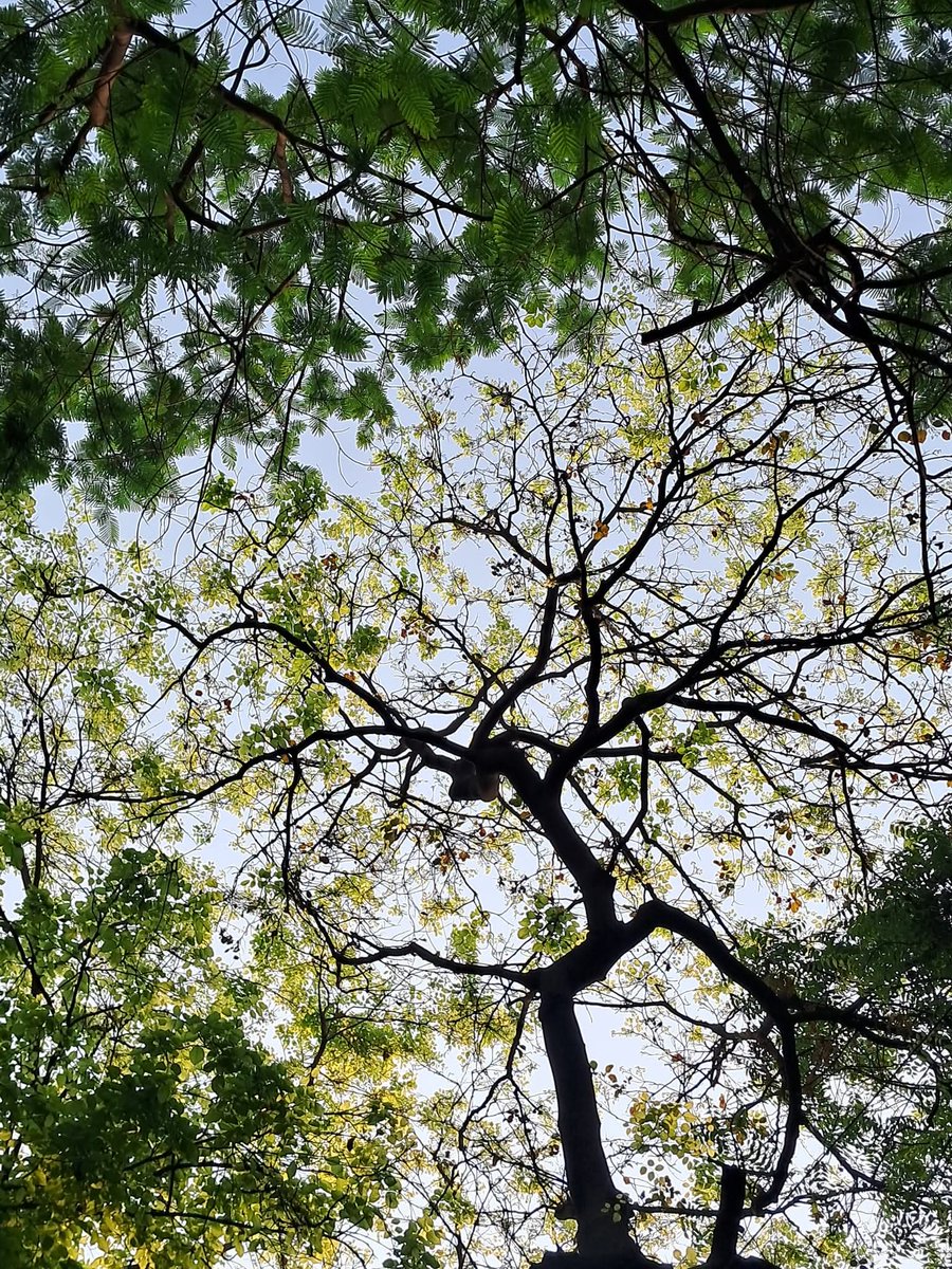 Usha Wildflower 🌱📚 🍀 tweet media