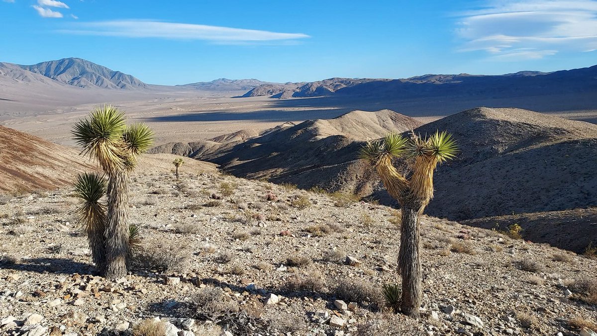 Soul Fur tweet media