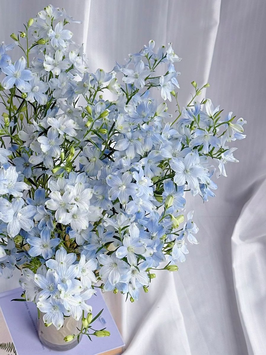 serenity tweet media