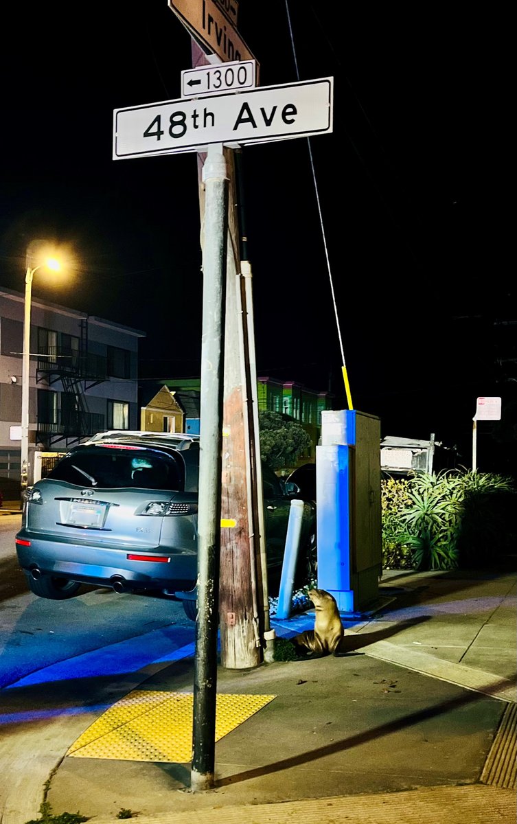 TMMC's tweet photo. One of our trained responders joined officers from @SFPD and @RecParkSF rangers during the early morning hours of April 16, in responding to a California sea lion pup found out of habitat near 48th and Irving streets in San Francisco 🦭
📷 Katie Young © The Marine Mammal Center https://t.co/L1xyF2AAzp
