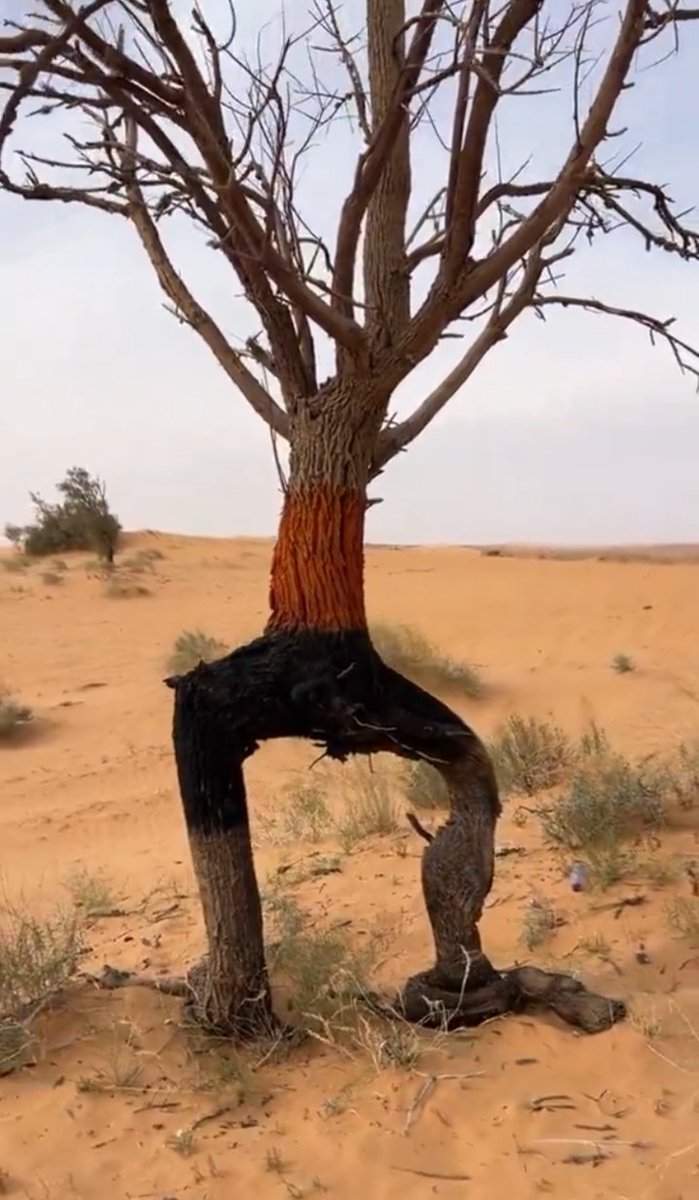 ناصر عبدالله الحميضي tweet media