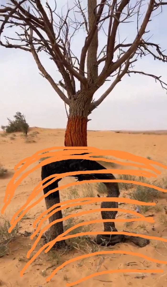 ناصر عبدالله الحميضي tweet media