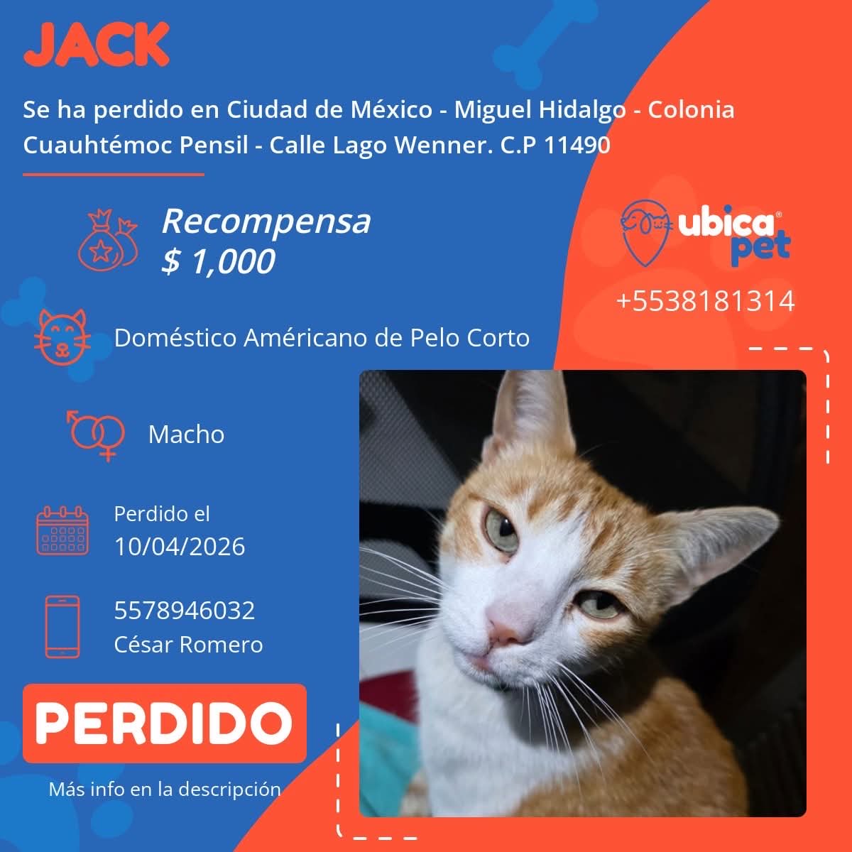 UbicapetMexico's tweet photo. 🟠 PERDIDO 🟠
👉 Más info: https://t.co/oKLpTmJEqB
P6505
▪️Jack
▪️Macho
▪️ Doméstico americano de pelo corto
▪️Color orange tabby o atigrado color naranja con blanco
▪️Collar de lineas verdes
▪️Sin placa
▪️ CDMX
▪️ Alcaldía Miguel Hidalgo
▪️ Colonia Cuauhtémoc Pensil https://t.co/REtZDgx2A6