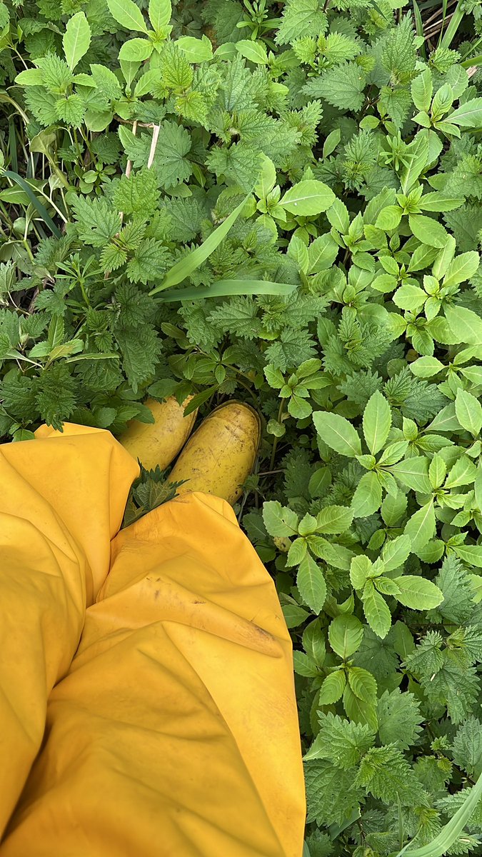 MistressMegXoXo's tweet photo. Keep your soul clean and your boots dirty 👢🌧️
Send for coffee ☕️
https://t.co/80HA3XZJbd
Findom femdom humanwallet cashslave footworship footboy hypno footfetish humiliation joi #rainwearfetish #raingearfetish #pvcraincoat #rubberrainwear https://t.co/Se1zE5WOVQ