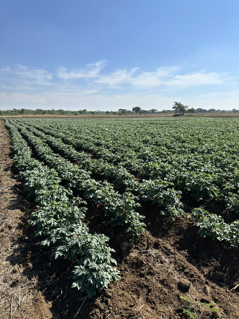 Anesu Mapisa tweet media