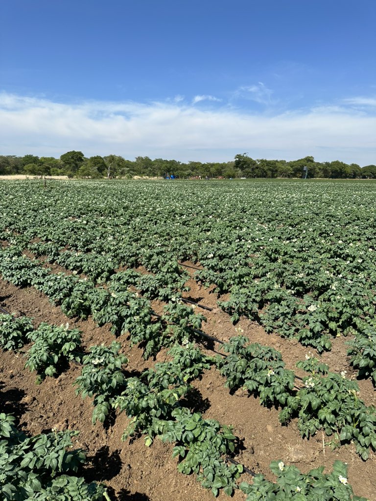 Anesu Mapisa tweet media