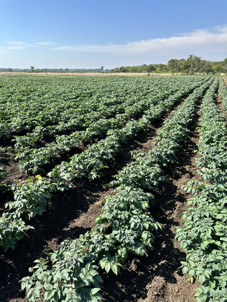 Anesu Mapisa tweet media