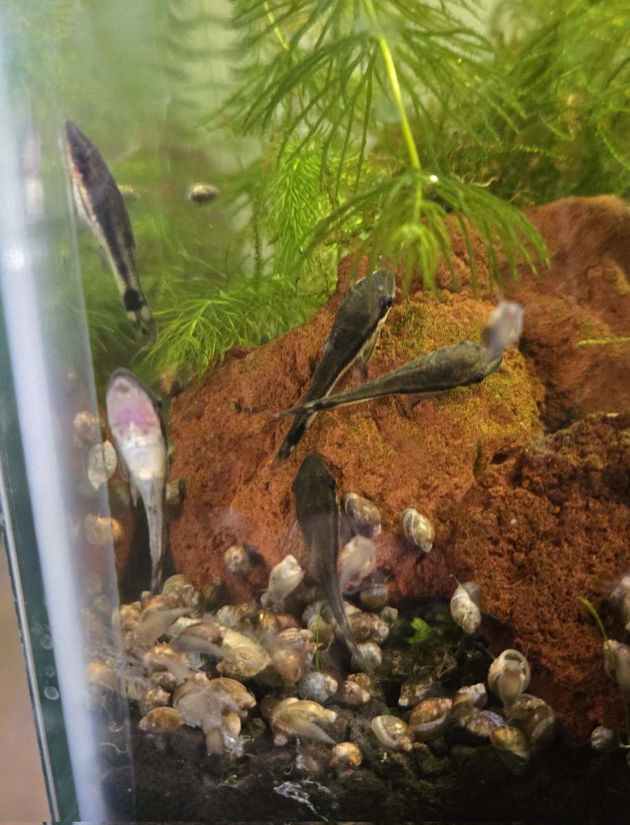 🐞 Avy 🐞 tweet media