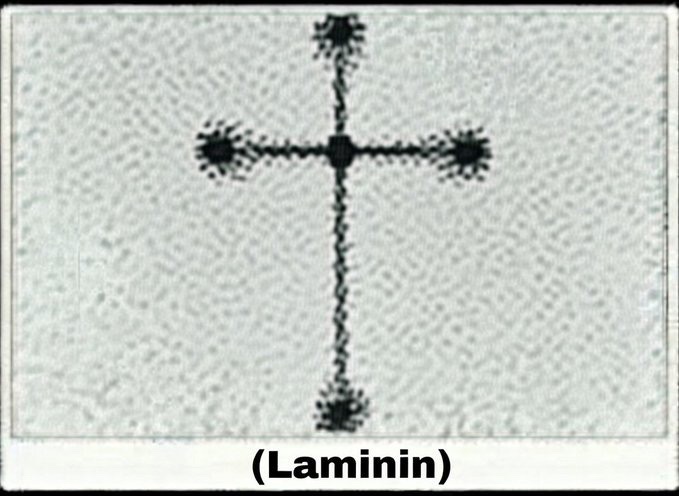 JesusisChristX's tweet image. The molecule that holds every human being together is shaped like a cross.

Do you believe God is capable of everything?

A.Yes 
B. No