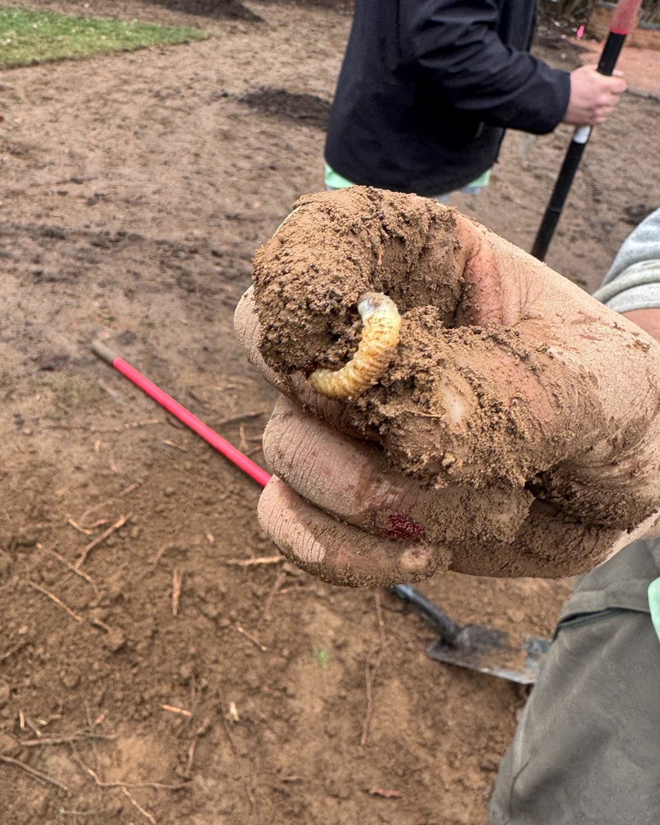 Greenswardturf's tweet image. A few signs you might have grubs in your lawn: grass that feels spongy underfoot, brown patches that don’t improve with watering, turf that pulls up easily like loose carpet, or increased activity from birds or animals digging for them.

#KeepItGreen 🌱
greenswardsolutions.com