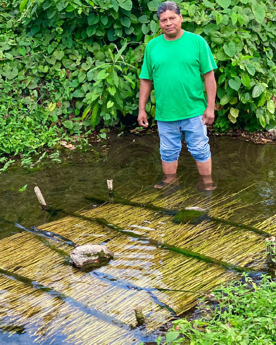 columbalopezg's tweet photo. ¡Miren qué chulada! 😍😍

En Ixtlahuacán, Colima, manos de #OrgulloSV transforman el acapán en múltiples artesanías que preservan sus raíces y además dan sustento a sus familias. https://t.co/tvo5uVZ4d2
