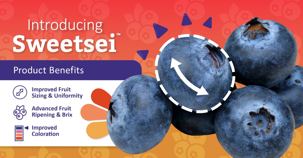 ValentBioStim's tweet photo. Blueberry success extends beyond yield, it includes delivering the size, color, and quality the market demands.

Sweetsei™ Biostimulant is designed to support blueberry plants during key ripening stages, helping improve berry uniformity, enhance color development, and drive sugar accumulation when it matters most.

The result? Premium fruit, larger harvests, and greater value at the farmgate.

Learn how Sweetsei™ can support your blueberry program: https://t.co/DTJNFv6PRk