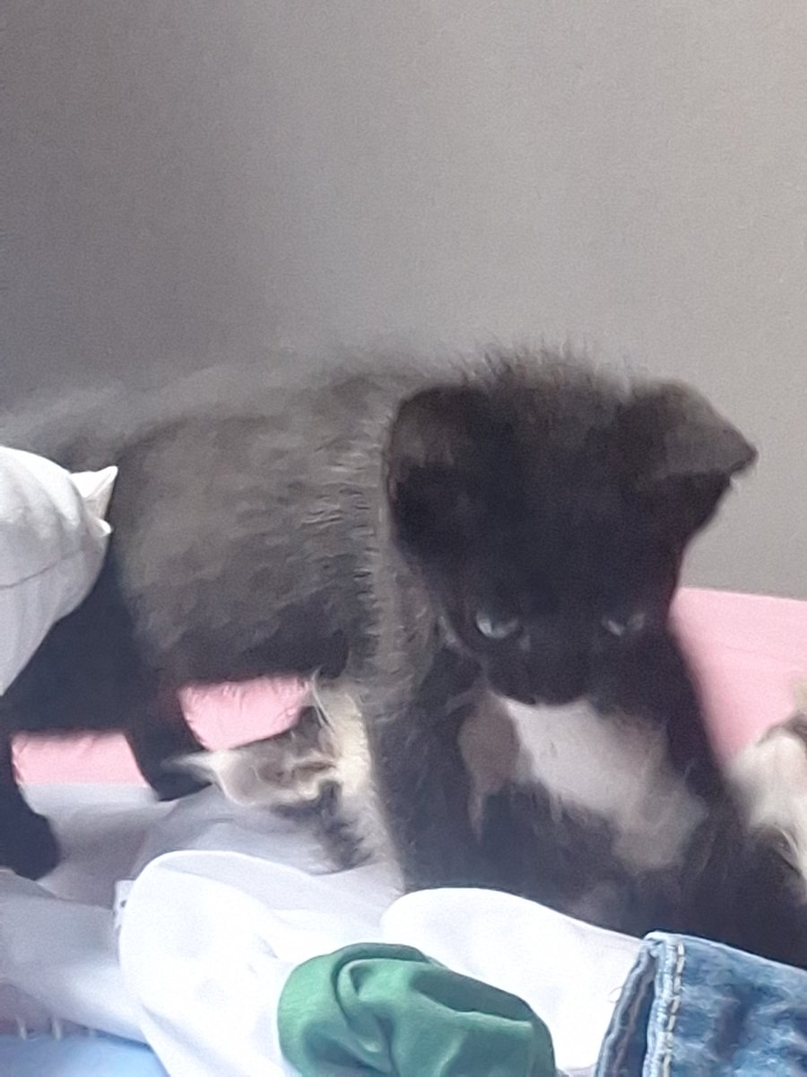 luvas nayun tweet media