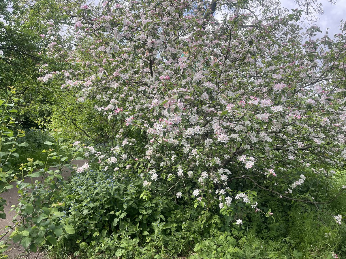 Verde1957's tweet image. Met two friends in Myatts Fields park today where I admired the beauty of this apple tree with its blossoms and the colours of #Spring 🍏🌳