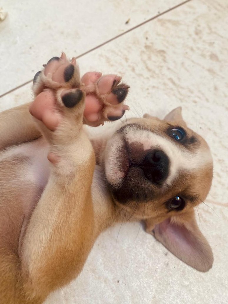 Joaopgc_'s tweet photo. Amigos! minha cachorrinha teve filhotes há um mês, e eu infelizmente não poderei acolher eles na minha casa. 
Estou colocando eles para adoção! 

São dois filhotes de Rottweiler mestiços 🐶🐶
Já criaram dentinhos, e são super carinhosos e animados 😁

Segue o link para contato 👇 https://t.co/14ULo4eLNt