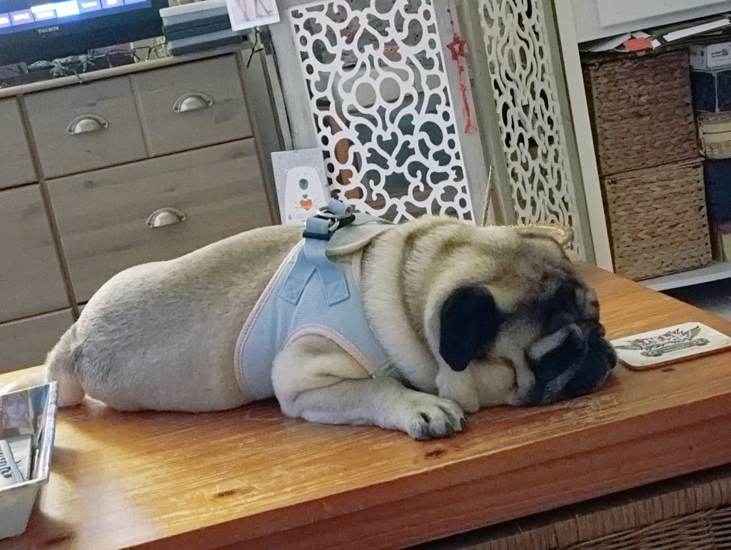 Kira4141's tweet image. Pendant que je tweete dans le canap', le chien il est HS couché sur ma table basse 😂 #Pug 🙄