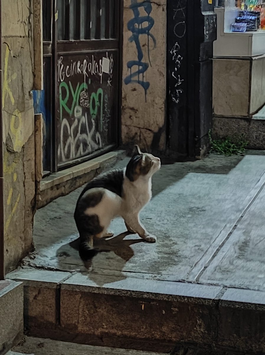 En Estambul los gatos son los amos.