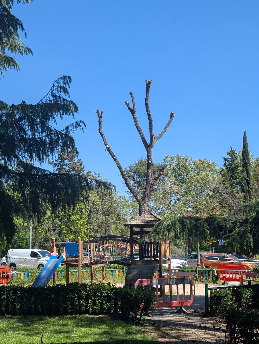 Cachuchen's tweet photo. Lo de la poda drástica es por alguna moda? O simplemente contratan a gente que no sabe podar?
Esto para el árbol es horrible porque luego no salen bien sus ramas y con razon enferman. Que sombra da?
@AlcorconV @Hardcorcon @AytoAlcorcon @VerdesMadrid 
@EsmasAlcorcon https://t.co/tdC7CWO8zd