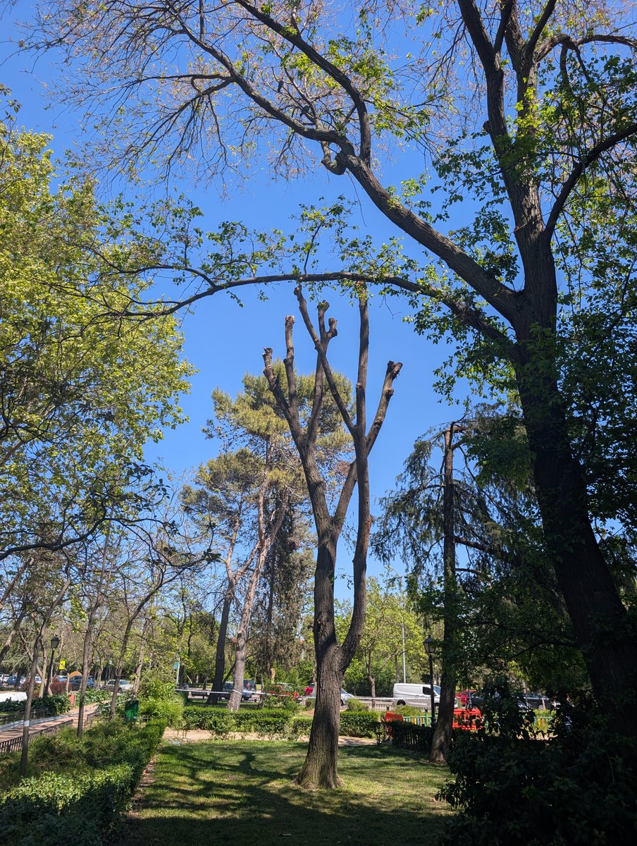 Cachuchen's tweet photo. Lo de la poda drástica es por alguna moda? O simplemente contratan a gente que no sabe podar?
Esto para el árbol es horrible porque luego no salen bien sus ramas y con razon enferman. Que sombra da?
@AlcorconV @Hardcorcon @AytoAlcorcon @VerdesMadrid 
@EsmasAlcorcon https://t.co/tdC7CWO8zd