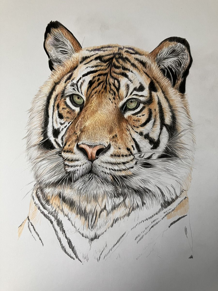 studio22artz's tweet image. I tried working on this one again tonight as I’ve not drawn much in a fortnight. Didn’t get far. #drawing #tiger #art