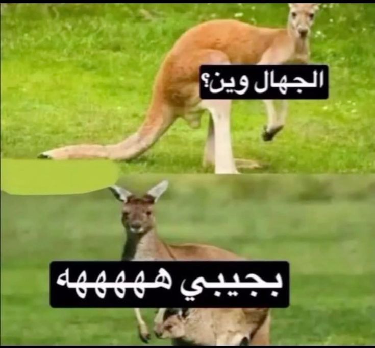 تبوكه☝🏻 tweet media